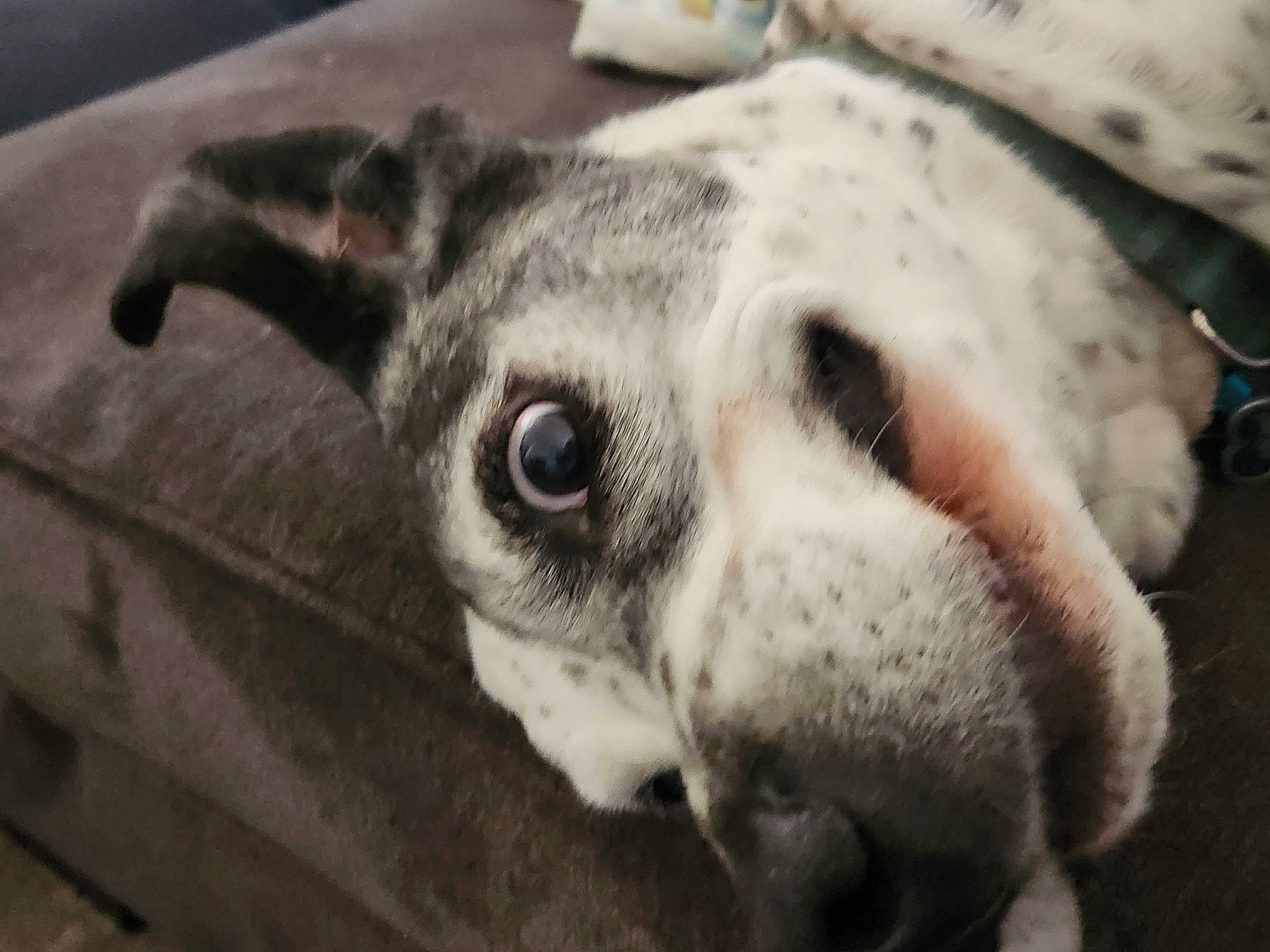 Cowboy is registered to the contest to win money with this photo: canidae, carnivore, companion_dog, dog, dog_breed, ear, fawn, fur, grey, monochrome, monochrome_photography, non_sporting_group, paw, pet_supply, snout, sporting_group, terrestrial_animal, toy_dog, whiskers, working_animal