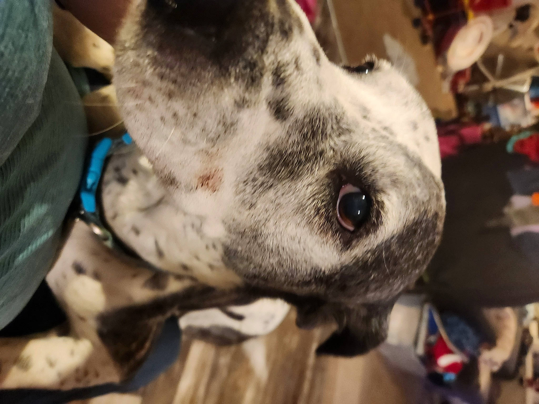 Cowboy is registered to the contest to win money with this photo: canidae, carnivore, collar, companion_dog, dalmatian, dog, dog_breed, dog_collar, ear, fawn, fur, guard_dog, metal, non_sporting_group, snout, sporting_group, terrestrial_animal, whiskers, working_animal, working_dog