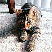 Mara Jade joined the competition — help win amazing prizes! animal, carpet, cat, closeup, cute, domestic_cat, ears, feline, fur, home, indoor, mammal, paws, pet, relaxed, shadow, stretching, sunlight, tabby_cat, whiskers