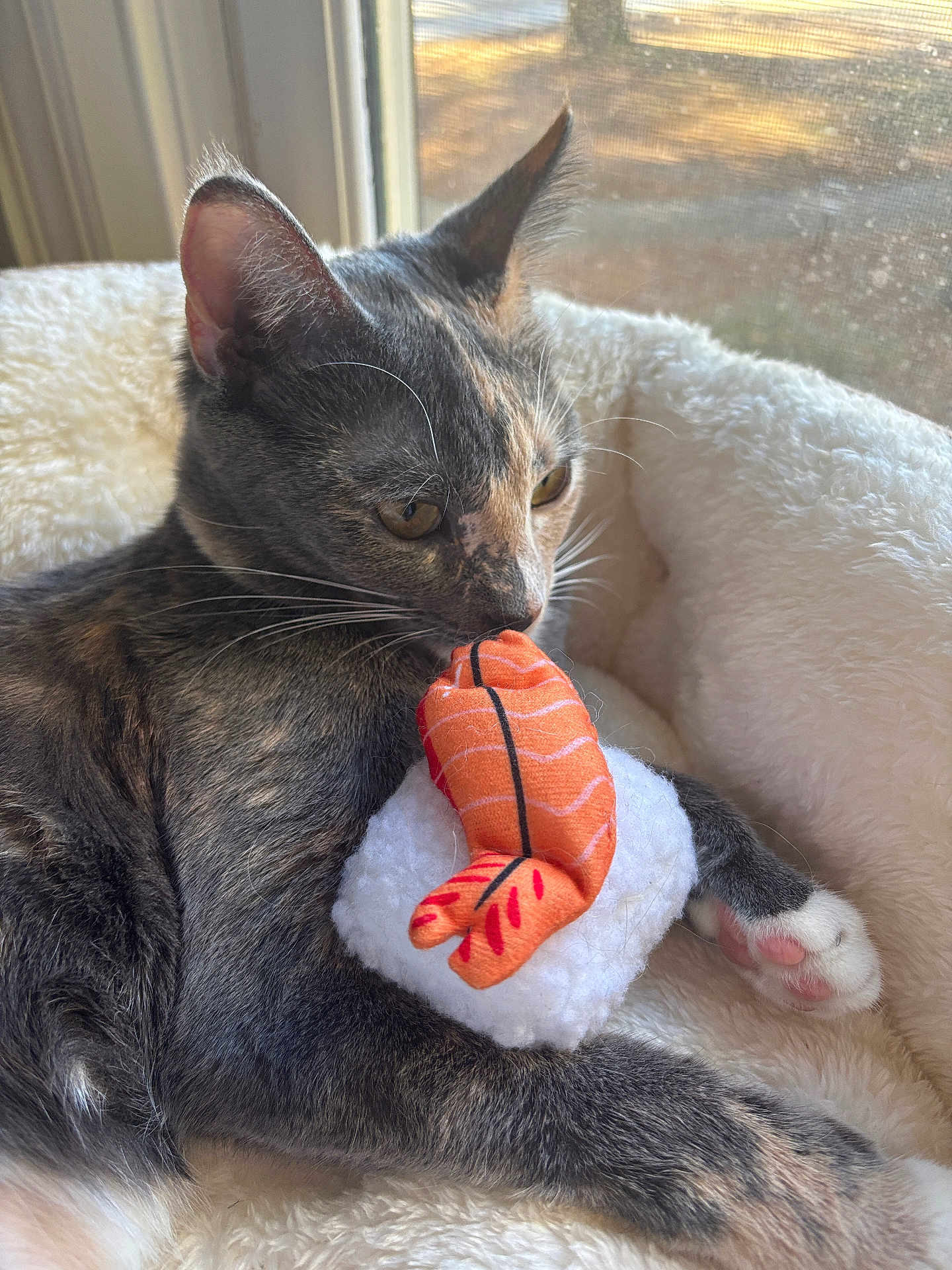 Tokki joined the competition — help win amazing prizes! cat, plush_toy, sushi_toy, shrimp, nigiri, window, sunlight, cozy, fluffy_bed, pet, animal, cute, indoor, resting, whiskers, paw, fur, curious, soft_texture, relaxed