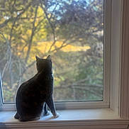 Tokki is registered to the contest to win money with this photo: cat, windowsill, window, indoor, animal, pet, nature, blurred_background, autumn, tree, sunlight, reflection, quiet, curious, feline, home, daylight, shadow, looking, peaceful