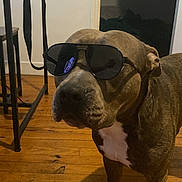 Taisen a rejoint le concours — aidez-le/la à gagner de superbes lots ! dog, canine, sunglasses, standing, indoors, wooden_floor, home, portrait, pet, brown_fur, white_chest, large_dog, funny, fashion, accessory, looking_at_camera, floor, furniture, doorway, shadow