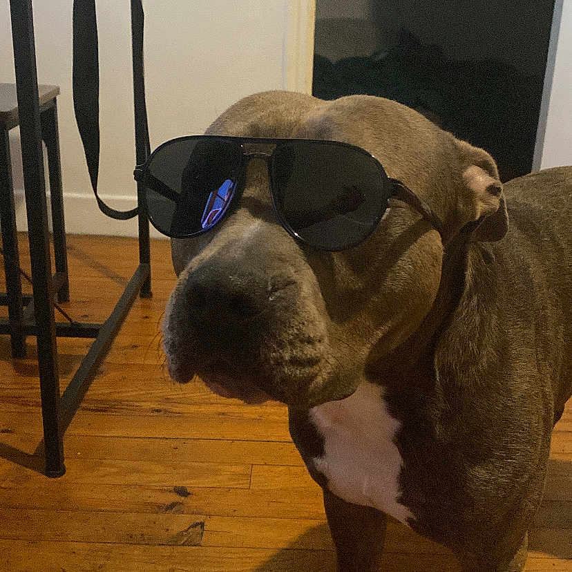 Taisen a rejoint le concours — aidez-le/la à gagner de superbes lots ! dog, canine, sunglasses, standing, indoors, wooden_floor, home, portrait, pet, brown_fur, white_chest, large_dog, funny, fashion, accessory, looking_at_camera, floor, furniture, doorway, shadow