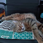 Marley a rejoint le concours — aidez-le/la à gagner de superbes lots ! animal, cat, chair, closeup, cozy, cushion, feline, funny, fur, indoors, patterned_fabric, paws, pet, portrait, relaxed, resting, sleeping, striped, tabby_cat, whiskers