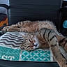 animal, cat, chair, closeup, cozy, cushion, feline, funny, fur, indoors, patterned_fabric, paws, pet, portrait, relaxed, resting, sleeping, striped, tabby_cat, whiskers