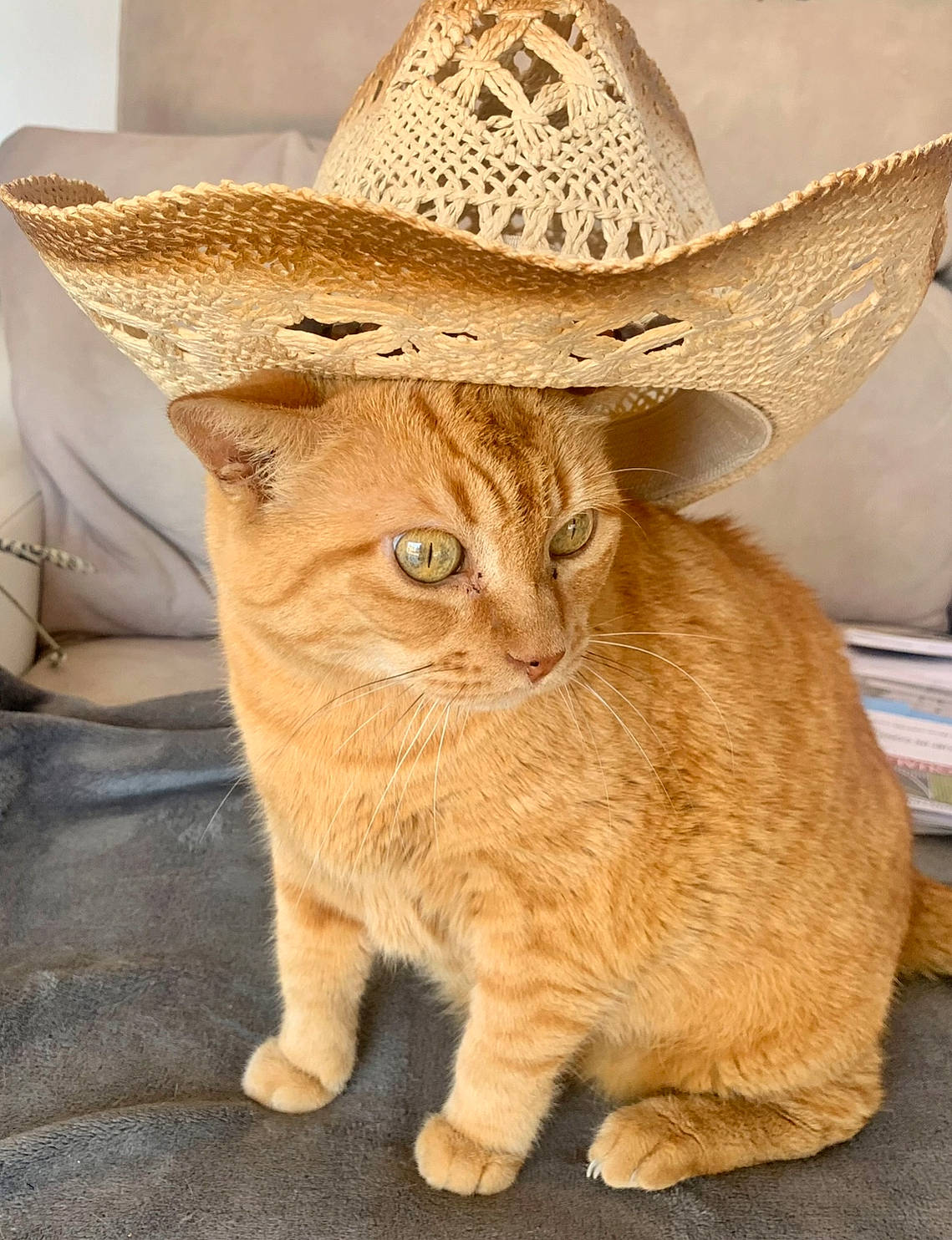 Vanille a rejoint le concours — aidez-le/la à gagner de superbes lots ! art, carnivore, cat, costume_hat, cowboy_hat, domestic_short_haired_cat, fashion_accessory, fawn, felidae, fur, glasses, hat, small_to_medium_sized_cats, snout, sombrero, sun_hat, tail, terrestrial_animal, whiskers, wood