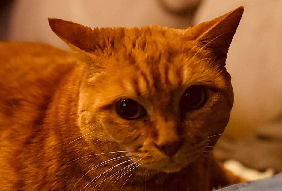 Vanille participe au concours pour gagner de l'argent avec cette photo : carnivore, cat, close_up, domestic_short_haired_cat, fawn, felidae, fur, small_to_medium_sized_cats, snout, terrestrial_animal, whiskers, wildlife, window, wood