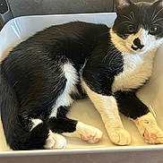 Mouchou participe au concours pour gagner de l'argent avec cette photo : cat, black_and_white, sink, bathroom, pet, fur, paw, pink_paw_pads, relaxed, animal, cute, domestic_cat, whiskers, ears, tail, feline, indoor, closeup, laying, curious