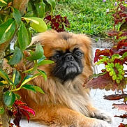 Tookie is registered to the contest to win money with this photo: dog, pet, animal, outdoor, greenery, foliage, leaves, plant, nature, fur, face, portrait, resting, canine, garden, shrub, bush, brown_fur, black_face, closeup