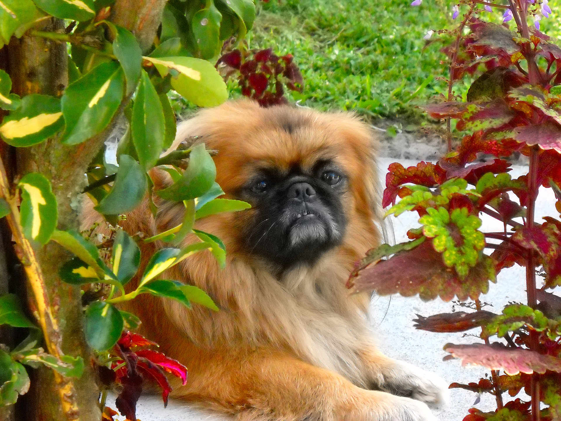 Tookie is registered to the contest to win money with this photo: dog, pet, animal, outdoor, greenery, foliage, leaves, plant, nature, fur, face, portrait, resting, canine, garden, shrub, bush, brown_fur, black_face, closeup