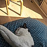 Lili participe au concours pour gagner de l'argent avec cette photo : cat, sleeping, black_and_white, cushion, patterned, wooden_stool, books, sunlight, indoor, floor, relaxing, feline, cozy, peaceful, home, quiet, nap, comfort, domestic, resting