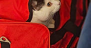 Lili participe au concours pour gagner de l'argent avec cette photo : animal, black_and_white, cat, close_up, container, curious, cute, domestic, eyes, fabric, feline, fur, head, indoor, looking, pet, portrait, red_bag, texture, zipper
