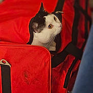 Lili a rejoint le concours — aidez-le/la à gagner de superbes lots ! animal, black_and_white, cat, close_up, container, cozy, curious, cute, domestic, fabric, face, feline, fur, indoor, pet, portrait, red_bag, soft_light, whiskers, zipper