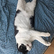 Lili participe au concours pour gagner de l'argent avec cette photo : cat, black_and_white, lying_down, stretching, bed, blanket, pattern, indoor, feline, pet, relaxed, fur, whiskers, paws, sleepy, domestic_animal, cozy, resting, cute, animal