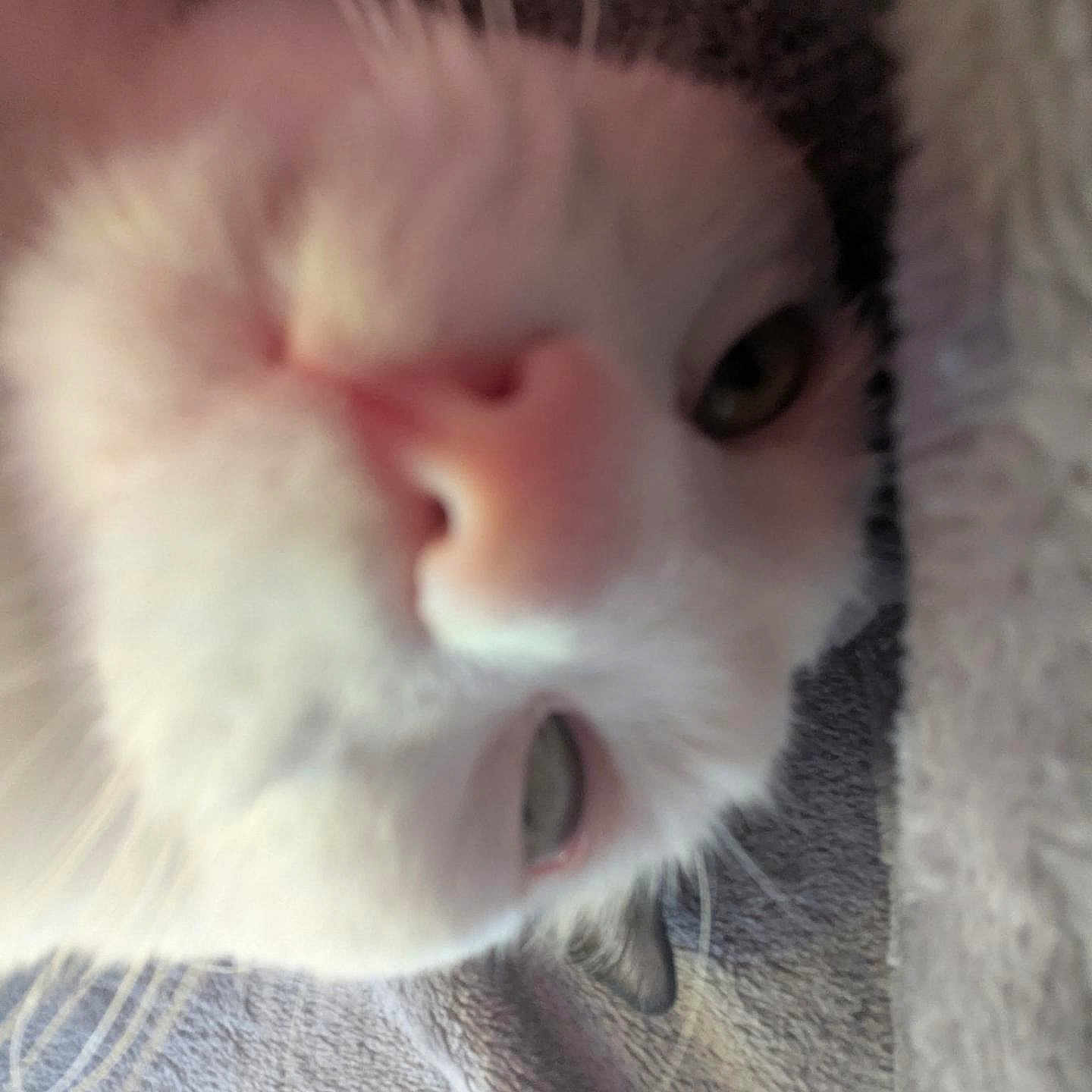 Lili participe au concours pour gagner de l'argent avec cette photo : cat, white_cat, close_up, nose, whiskers, fur, animal, pet, face, eye, pink_nose, texture, blur, indoor, feline, cute, soft, curious, whiskers_closeup, tilted