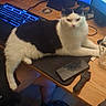 cat, black_and_white, computer_keyboard, monitor, desk, phone, glass, person, socks, chair, mouse_pad, wooden_desk, technology, indoor, pet, relaxed, workspace, electronics, cable, screen