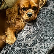 Lupo a rejoint le concours — aidez-le/la à gagner de superbes lots ! dog, pet, cozy, blanket, brown_fur, long_ears, snuggling, resting, indoor, closeup, cute, animal, fur, sleepy, companion, comfort, patterned_blanket, relaxed, portrait, canine