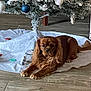 Lupo participe au concours pour gagner de l'argent avec cette photo : dog, brown_dog, christmas_tree, ornaments, floor, tree_skirt, holiday_decor, indoor, pet, wooden_floor, relaxed, festive, animal, christmas, decorations, fur, canine, laying_down, holiday, tree
