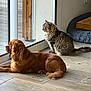 Lupo participe au concours pour gagner de l'argent avec cette photo : cat, dog, indoor, wooden_floor, glass_door, pet_bed, fluffy_cat, reddish_brown_dog, relaxed, looking_outside, side_view, natural_light, quiet, companion, home, flooring, domestic_animals, pets, window, calm