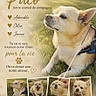 Paco a rejoint le concours — aidez-le/la à gagner de superbes lots ! dog, chihuahua, small_dog, pet, animal, portrait, outdoor, grass, park, leash, harness, sitting, cream_fur, tan_fur, pointed_ears, canine, photo_collage, french_text, social_media, paw_prints