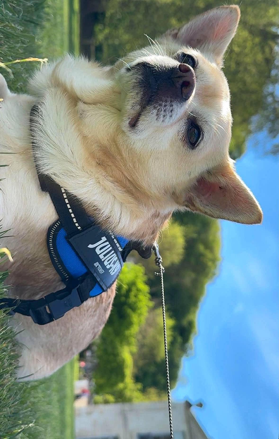 Paco participe au concours pour gagner de l'argent avec cette photo : black_nose, blue_sky, brown_eye, canine, close_up, cream_colored, dog, floppy_ear, funny_pose, fur, grass, harness, leash, outdoor, park, pet, portrait, sideways_photo, sunlight, upright_ear