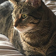 Katara is registered to the contest to win money with this photo: cat, tabby_cat, feline, pet, animal, close_up, resting, bed, fur, whiskers, ears, eyes, domestic_animal, indoor, cozy, home, box, texture, natural_light, portrait