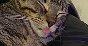 Katara is registered to the contest to win money with this photo: cat, tabby, pet, animal, close_up, sleeping, tongue_out, whiskers, feline, cute, relaxed, resting, indoor, fur, ears, face, nostrils, nose, comfort, cozy