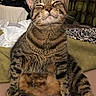 Katara is registered to the contest to win money with this photo: tabby_cat, cat, feline, pet, indoor, bed, blanket, curtains, striped_fur, whiskers, ears, sitting, relaxed, closed_eyes, cozy, fur, animal, mammal, domestic_cat, cute