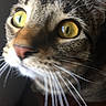 Katara joined the competition — help win amazing prizes! cat, close_up, tabby, whiskers, yellow_eyes, animal, pet, feline, face, fur, curious, portrait, indoor, mammal, eye_detail, nose, focus, texture, soft_light, domestic_cat