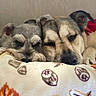 dog, dogs, puppy, schnauzer, mixed_breed, sleeping, sleepy, cuddling, resting, indoors, blanket, bed, cozy, portrait, close_up, pet, companionship, relaxed, snout, ears
