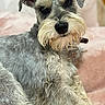 Dante joined the competition — help win amazing prizes! dog, schnauzer, miniature_schnauzer, pet, canine, mustache, beard, gray_fur, fluffy, portrait, close_up, lying_down, bed, pink_bedding, indoors, collar, black_nose, dark_eyes, cute, relaxed