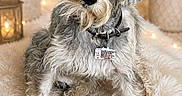 Dante joined the competition — help win amazing prizes! dog, schnauzer, pet, animal, portrait, sitting, head_tilt, beard, gray_fur, fluffy_fur, collar, identification_tag, indoors, bed, blanket, cozy, string_lights, plants, flowers, photography