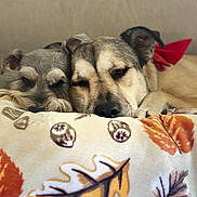 Dante joined the competition — help win amazing prizes! dogs, puppies, sleeping, cuddling, pets, canines, indoor, bed, blanket, cozy, portrait, close_up, resting, bow, red_bow, floppy_ears, snout, fur, relaxed, home
