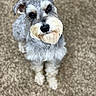 Dante joined the competition — help win amazing prizes! dog, schnauzer, miniature_schnauzer, pet, canine, beard, whiskers, gray_fur, white_fur, floppy_ears, brown_eyes, black_nose, standing, portrait, close_up, indoors, carpet, blurred_background, adorable, alert