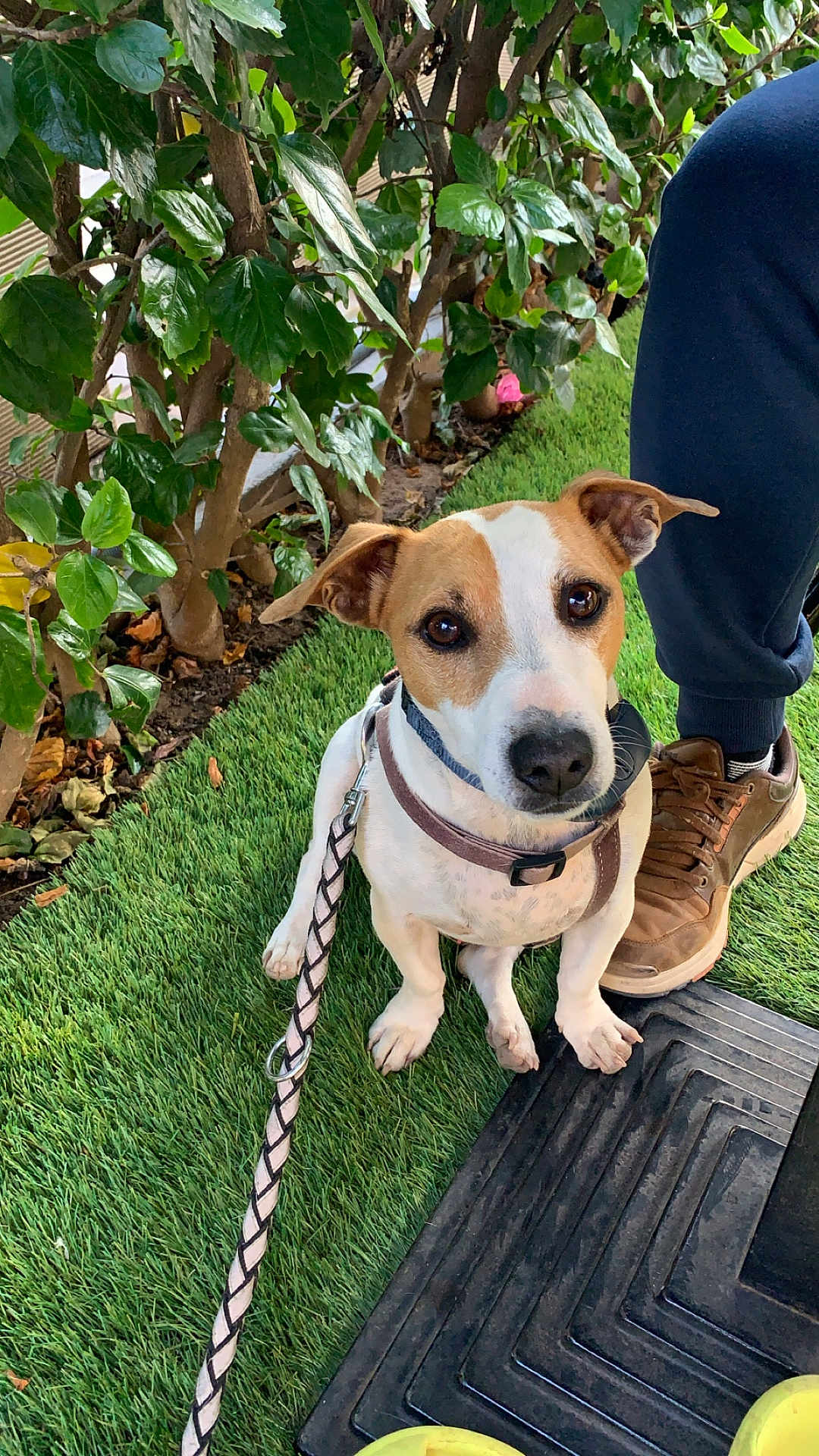 Néo participe au concours pour gagner de l'argent avec cette photo : dog, leash, grass, person, shoe, pants, plant, bush, outdoor, pet, canine, brown, white, curious, sitting, closeup, nature, footwear, sidewalk, companion
