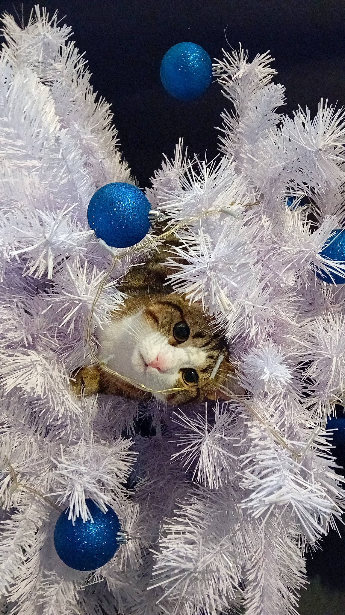 Loulou a rejoint le concours — aidez-le/la à gagner de superbes lots ! art, christmas, christmas_decoration, christmas_eve, christmas_ornament, christmas_tree, conifer, event, evergreen, fashion_accessory, felidae, fur, holiday, holiday_ornament, interior_design, ornament, twig, whiskers, white, winter