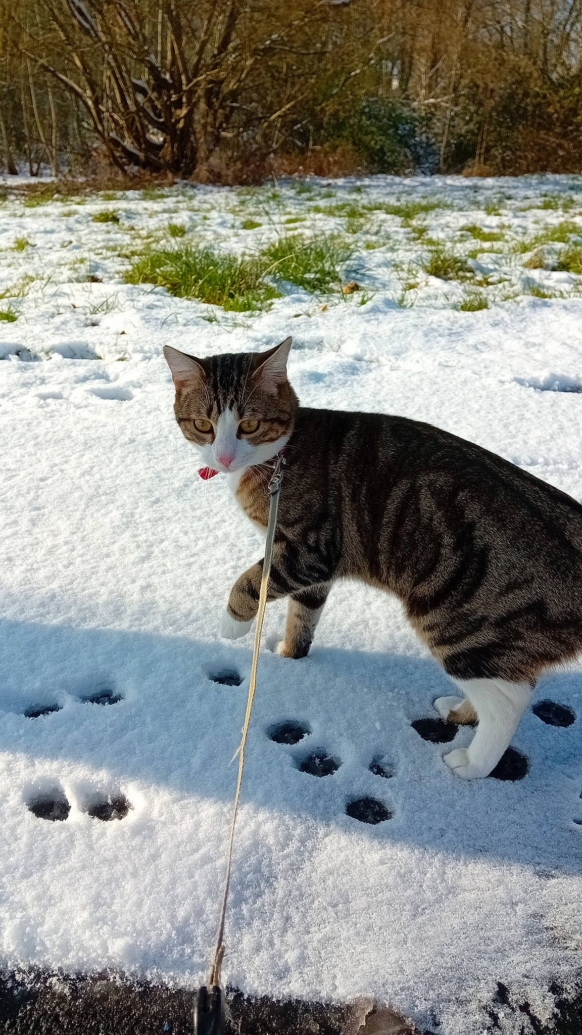 Loulou a rejoint le concours — aidez-le/la à gagner de superbes lots ! carnivore, cat, domestic_short_haired_cat, fawn, felidae, freezing, fur, grass, plant, road_surface, small_to_medium_sized_cats, snout, snow, tail, terrestrial_animal, tree, water, whiskers, wildlife, winter