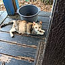 Tiger Misy is registered to the contest to win money with this photo: cat, calico, porch, wooden_floor, bucket, tree_trunk, leaves, outdoor, animal, pet, resting, curious, nature, daylight, closeup, feline, calm, alert, texture, rustic