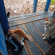 Tiger Misy joined the competition — help win amazing prizes! animal, black_white, blue_railings, brown, cat, curious, domestic, feeding, feline, group, kitten, leaves, multi_colored, nature, outdoor, pets, playful, resting, wooden_porch, young_animals