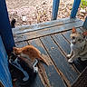 animal, black_white, blue_railings, brown, cat, curious, domestic, feeding, feline, group, kitten, leaves, multi_colored, nature, outdoor, pets, playful, resting, wooden_porch, young_animals