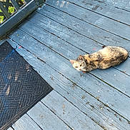 Tiger Misy is registered to the contest to win money with this photo: cat, calico_cat, wooden_floor, porch, doormat, outdoor, pet, animal, feline, resting, curious, sunlight, shadow, blue_paint, weathered_wood, quiet, nature, relaxed, home, daylight