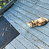 cat, calico_cat, wooden_floor, porch, doormat, outdoor, pet, animal, feline, resting, curious, sunlight, shadow, blue_paint, weathered_wood, quiet, nature, relaxed, home, daylight