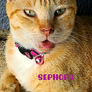 Sephora is registered to the contest to win money with this photo: animal, bell, cat, closeup, collar, cute, domestic_cat, feline, fur, ginger_cat, indoor, orange, paw, pet, portrait, relaxed, resting, texture, tongue_out, whiskers