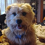 Sammy is registered to the contest to win money with this photo: black_nose, blanket, brown_fur, collar, dog, fluffy, grandfather_clock, happy, indoors, living_room, open_mouth, pet, portrait, shaggy_fur, sitting, small_dog, smiling, tag, white_fur, window