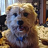 black_nose, blanket, brown_fur, collar, dog, fluffy, grandfather_clock, happy, indoors, living_room, open_mouth, pet, portrait, shaggy_fur, sitting, small_dog, smiling, tag, white_fur, window