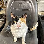 Buttons joined the competition — help win amazing prizes! cat, calico, pet, animal, chair, plastic_chair, indoor, yellow_eyes, whiskers, tail, ears, fur, garage, floor, pet_animal, looking_up, domestic_cat, sitting, closeup, torobranded