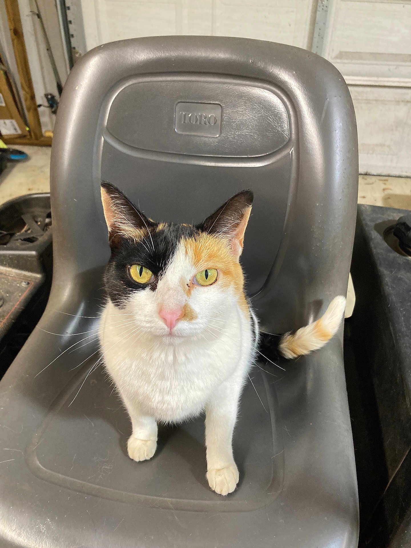 Buttons joined the competition — help win amazing prizes! cat, calico, pet, animal, chair, plastic_chair, indoor, yellow_eyes, whiskers, tail, ears, fur, garage, floor, pet_animal, looking_up, domestic_cat, sitting, closeup, torobranded