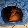 dog, small_dog, brown_dog, curled_up, sleeping, pet, animal, canine, pointed_ears, long_snout, blue_bed, plush_bed, pet_bed, cozy, indoors, tile_floor, resting, cuddly, portrait, nap