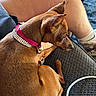 Minnie joined the competition — help win amazing prizes! dog, dogs, puppy, brown_dog, small_dog, curled_up, sleeping, pet, collar, rhinestones, pink_collar, lap, person, legs, socks, fabric, indoor, cuddling, closeup, portrait