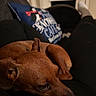Minnie is registered to the contest to win money with this photo: dog, brown_dog, sleeping, relaxed, lying_down, side_eye, short_hair, floppy_ear, pet, animal, lap, couch, sofa, pillow, indoors, cozy, close_up, portrait, warm_lighting, home